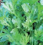 �I�[�K�j�b�N�ƒ�؉�