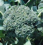 �I�[�K�j�b�N�ƒ�؉�