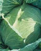 �I�[�K�j�b�N�ƒ�؉�