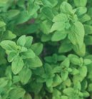 �n�[�u�̎�