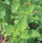 �n�[�u�̎�