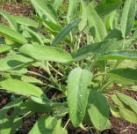 �n�[�u�̎�