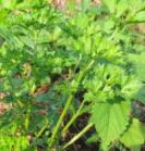 �n�[�u�̎�