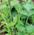 �n�[�u�̎�