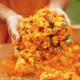 �h�N�^�[�n�E�V���J