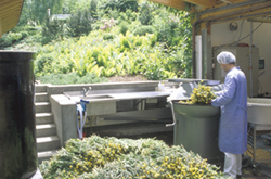 Dr�n�E�V���J